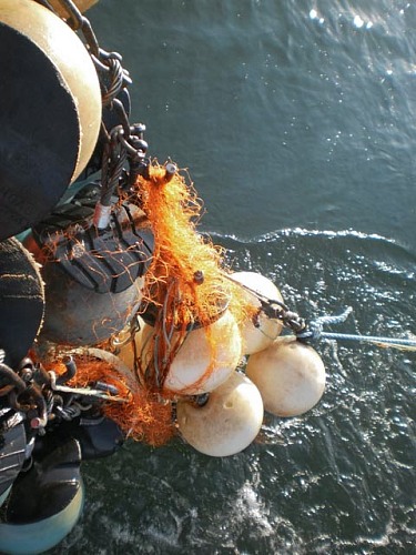Baltic Coast, Poland
<p>Recovered lost synthetic fishing nets and ropes from the ground of the Baltic Sea gathered by a special net-harrow<br /></p><p>archaeomare, Baltic, Baltic Sea, Drosos, fisheries, fishing gear, fishing net, fishnet, Ghostnet, litter, marine debris, marine litter, net, net gear, netgear, net-harrow, plastic, plastic debris, plastic litter, plastic waste, pollution, recovery, Tauwerk, trash, waste, WWF, WWF Poland</p>
Meer/Ozean, Schifffahrt/Hafen, Fischerei/Aquakultur, Verschmutzung/Müll/Altlasten, Geographie - Gemäßigt
© Wladyslaw Wojtowicz/ WWF Poland